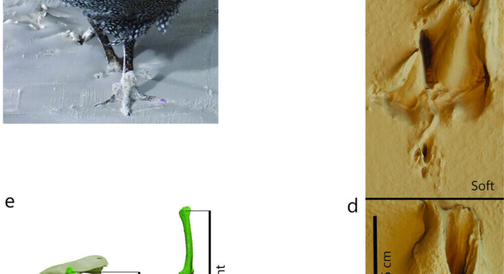 Las matemáticas utilizadas para calcular la velocidad del dinosaurio no son precisas para observar la feria que se ejecuta en el suelo blando