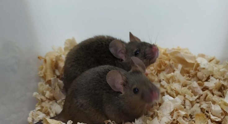 Las ratas nacidas de dos padres revelan los detalles ocultos de la reproducción de mamíferos