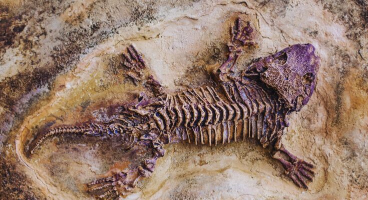 Largest Ever Prehistoric Possum Found In Texas Sheds New Light On Marsupial Evolution