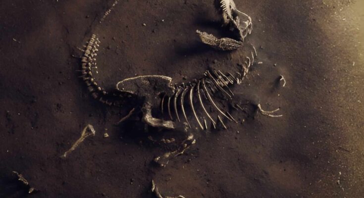 Dinosaur Fossil (tyrannosaurus Rex) Found By Archaeologists