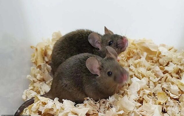 Estas ratas machos adultas tienen su propia descendencia con cada uno de sus dos objetos heredados