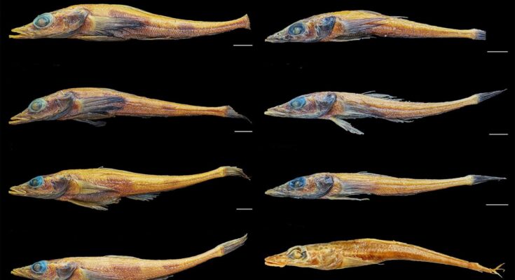 Discovery Of New Dragonfish Species That Survived 780,000 Years In Antarctica