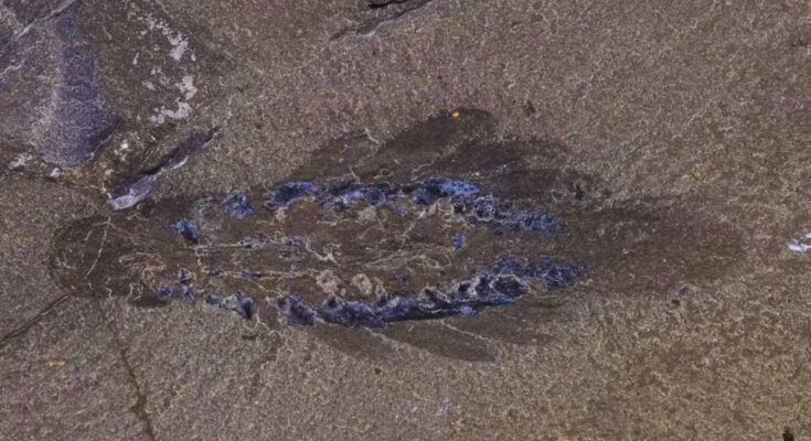 Scientists Unearth 500 Million Year Old Creature With Three Eyes And Alien Like Features