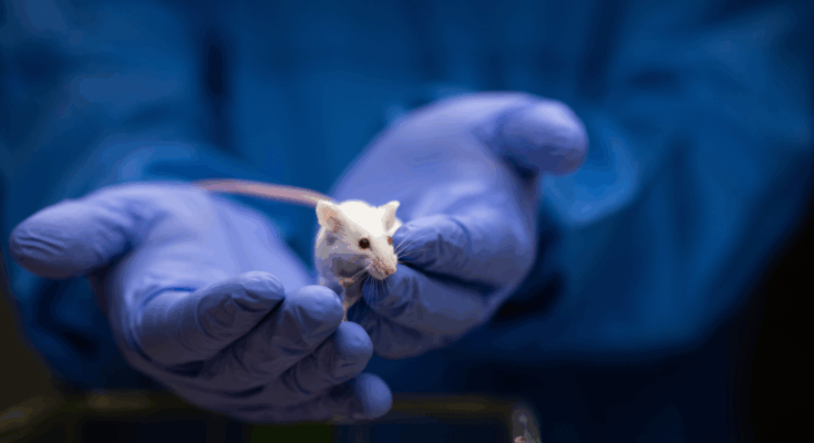 Los científicos usaron la edición de genes para hacer ratas bebés de dos hombres