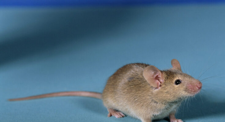A typical looking brown mouse an an all-blue background.