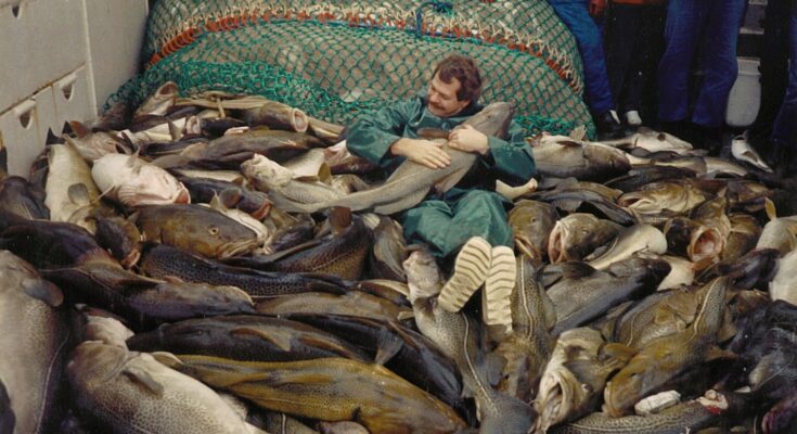 Una vez gigantes, el bacalao báltico es 'pescado como pececillos'