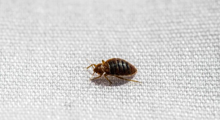 ¿Cómo puedes decir si tienes errores de cama en tu cama?