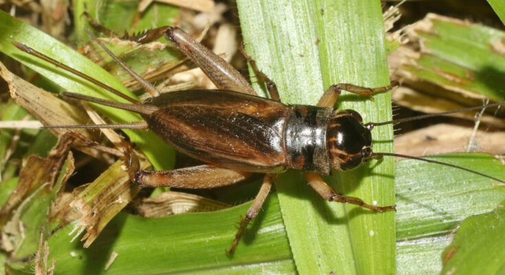 Los biólogos resuelven un secreto a largo plazo de cómo cantará el cricket