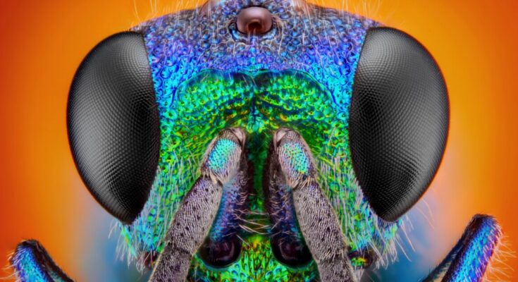 El estudio de WASP revela que la ruptura ambiental ralentiza el envejecimiento