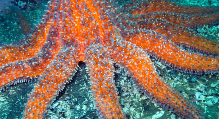 Eerie Sea Creatures Could Hold The Secret To Forest Revival