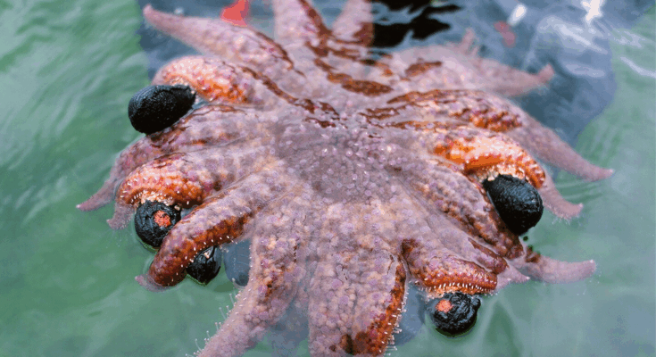 Visite el guardaespaldas de Kelp Forest 24 Star Star Star