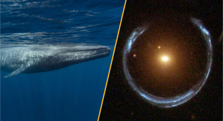 A blue whale and the Cosmic Horseshoe.