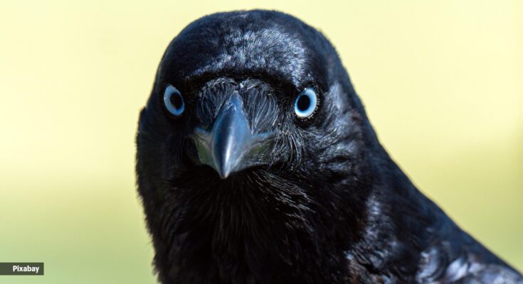 crow, bird