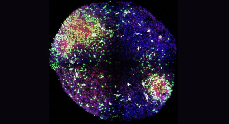 a single sphere of colorful cells against a black background