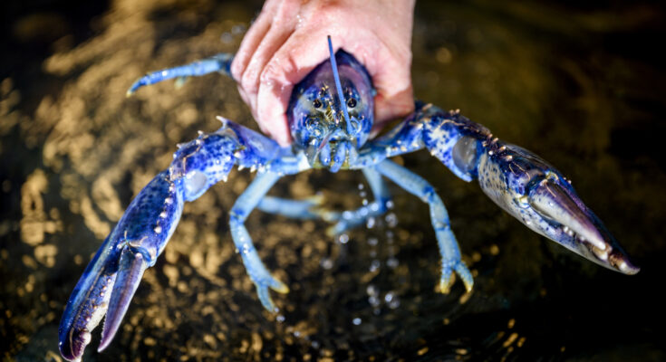 A hand holding a blue lobster.