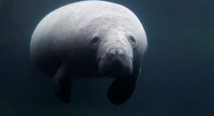 Paris zoo welcomes female sea cow to attempt reproduction, as climate change threatens species