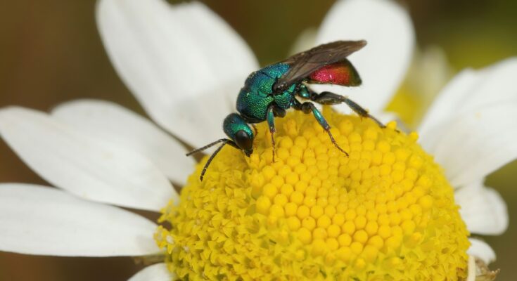 Las avispas pueden tener un secreto para ralentizar el envejecimiento humano