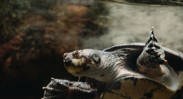 Los científicos encontraron solo 41,000 tortugas en una vista simple