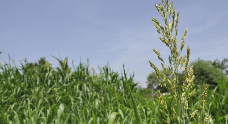 Los científicos encuentran el gen que se puede cuidar de no romper el arroz durante la molienda