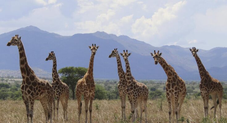 ¿Cuántas variedades de jirafa hay en África? El nuevo análisis científico mejora el recuento