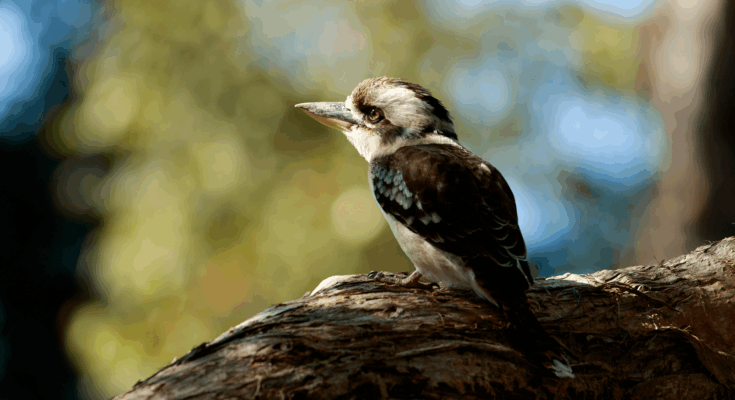 ¿Por qué un pájaro macho puso el huevo?