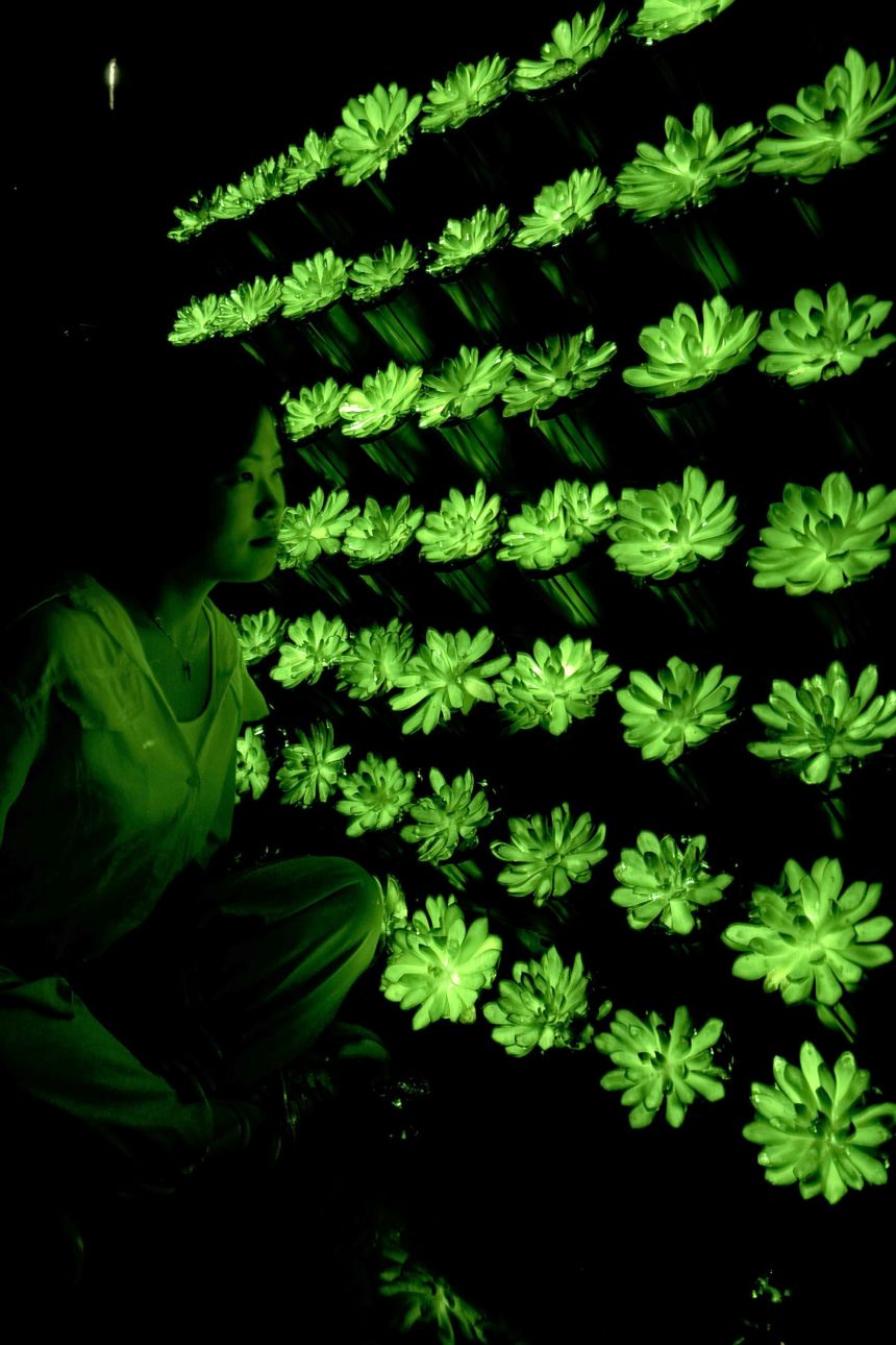 La pared verde produjo suficiente luz para permitir a los investigadores ver texto e imágenes en la oscuridad.