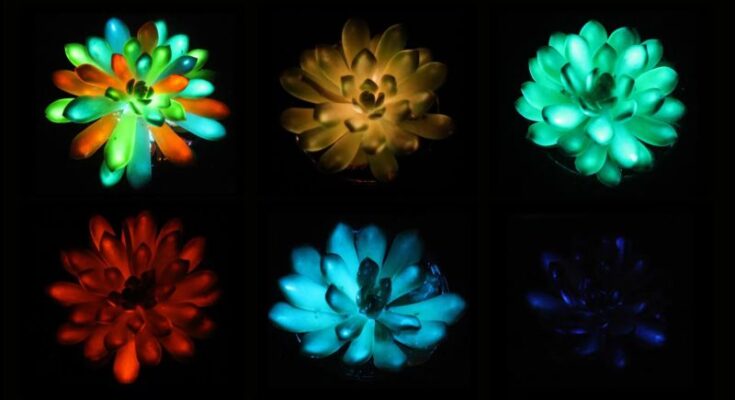 Los científicos han creado plantas succulentas recargables, multicolores y brillo en oscuridad
