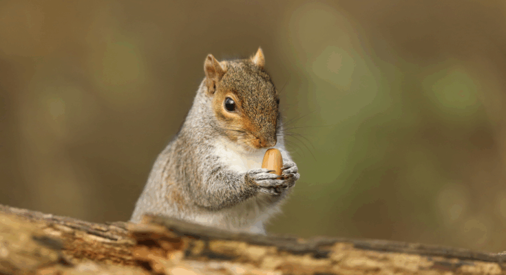 ¿El arma secreta de roedores? Miniaturas. | Ciencia popular