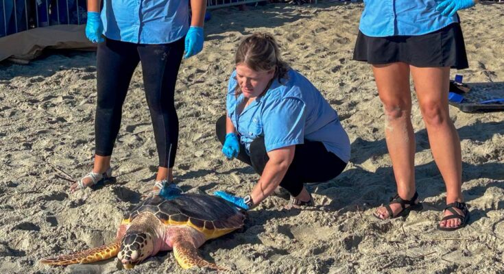 Tiebie Marine Center libera a la tortuga de Loggerhead en el bosque
