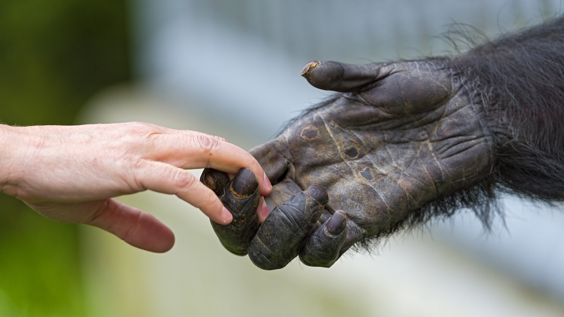 Foto sosteniendo las manos humanas y chimpancé