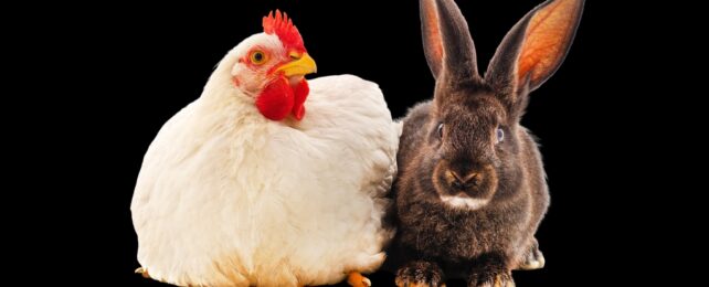 Los animales están evolucionando en dos rutas opuestas por una razón importante
