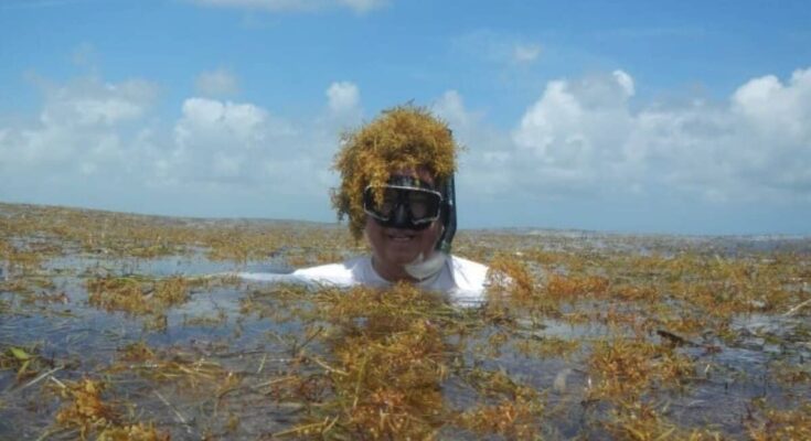 Ciencia grande atlántico sargassum arroja luz sobre el cinturón
