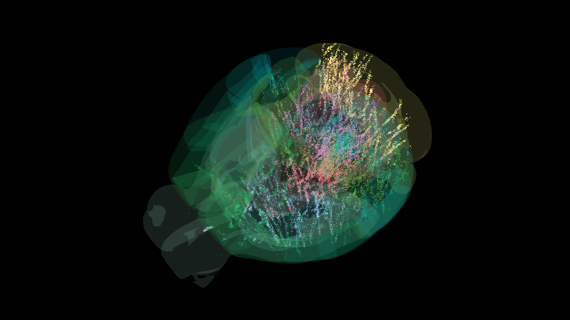 Un diagrama de color de diferentes neuronas en el cerebro del ratón