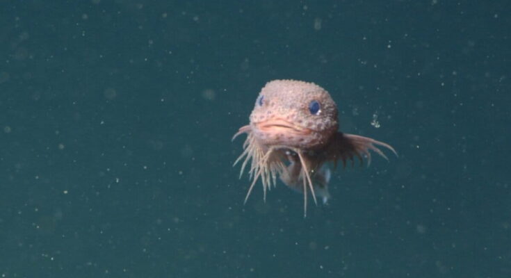 Los investigadores describen tres caracoles de nueva ciencia en la costa de California