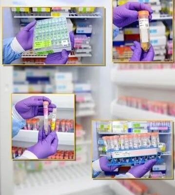 Gloved hands handle labeled biological sample vials and trays in a laboratory freezer, with inset images showing close-ups of organized samples and storage racks.