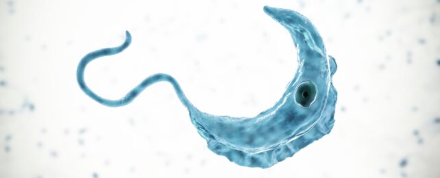 Parásito de tripanosoma