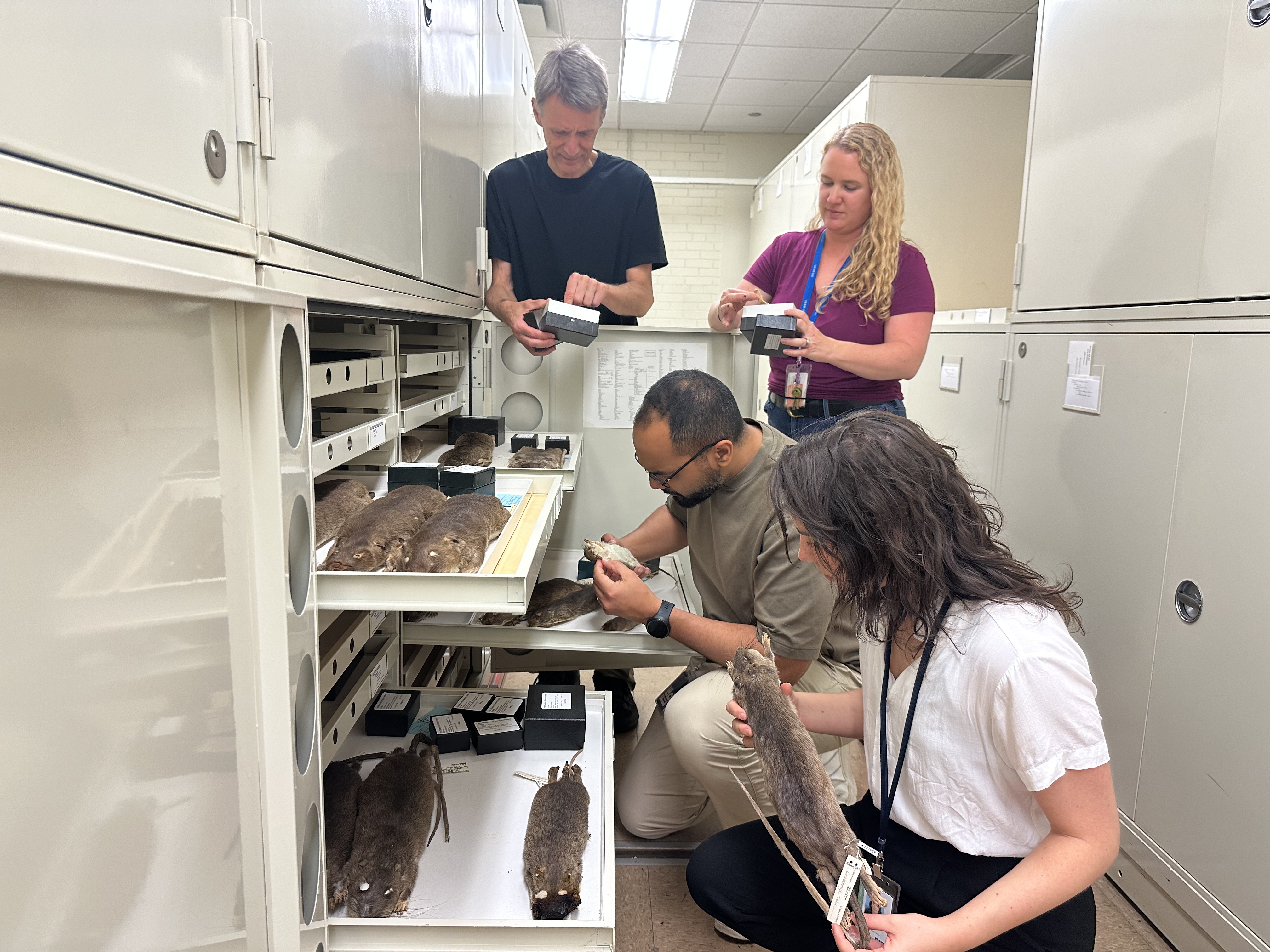 Investigadores que trabajan en colecciones de mamíferos del Museo de Campo (de izquierda a derecha) Pastor de jardín, Anderson Feeza, Lauren Johnson y Rafela Misagia. Varios cajones con patrones de roedores están abiertos