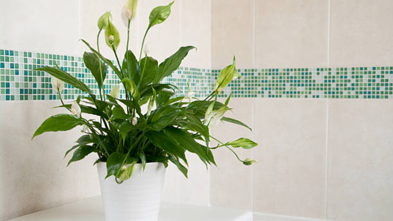 3. Lirio de la paz (Spathiphyllum)