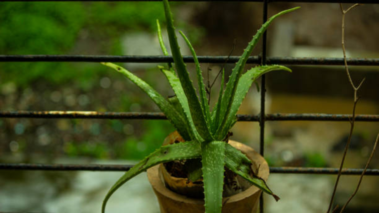 4. Áloe vera (Aloe barbadensis)
