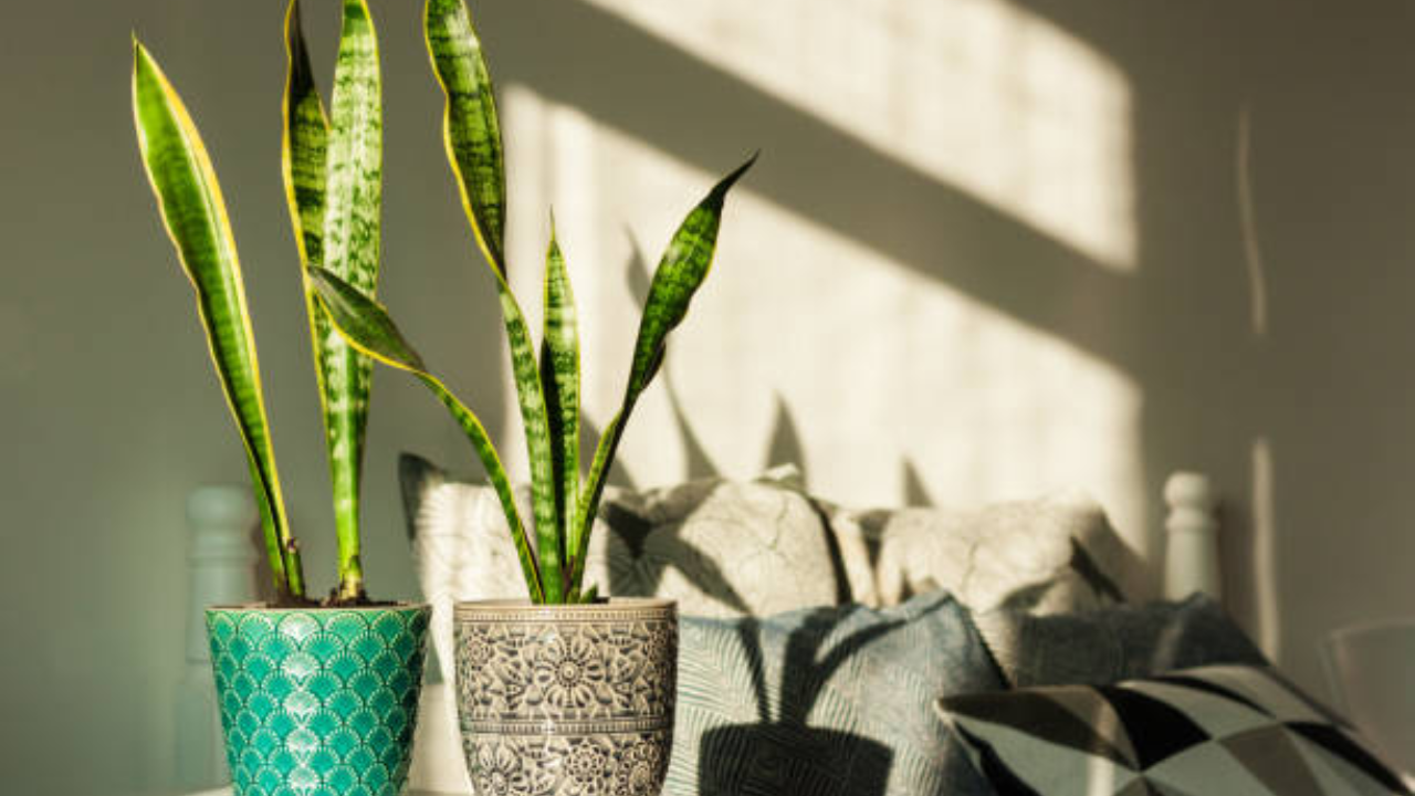 2. Planta serpiente (Sansevieria trifasciata, también conocida como lengua de suegra)