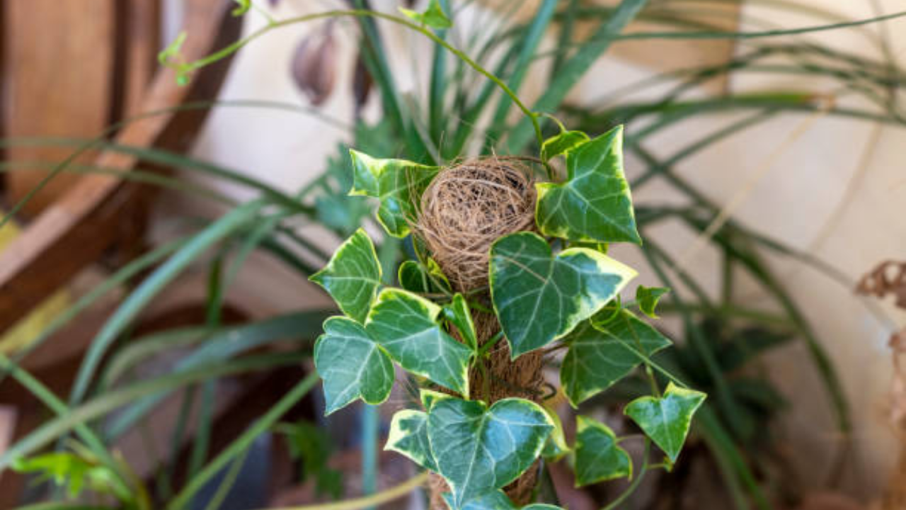 5. Hiedra inglesa (Hedera helix)