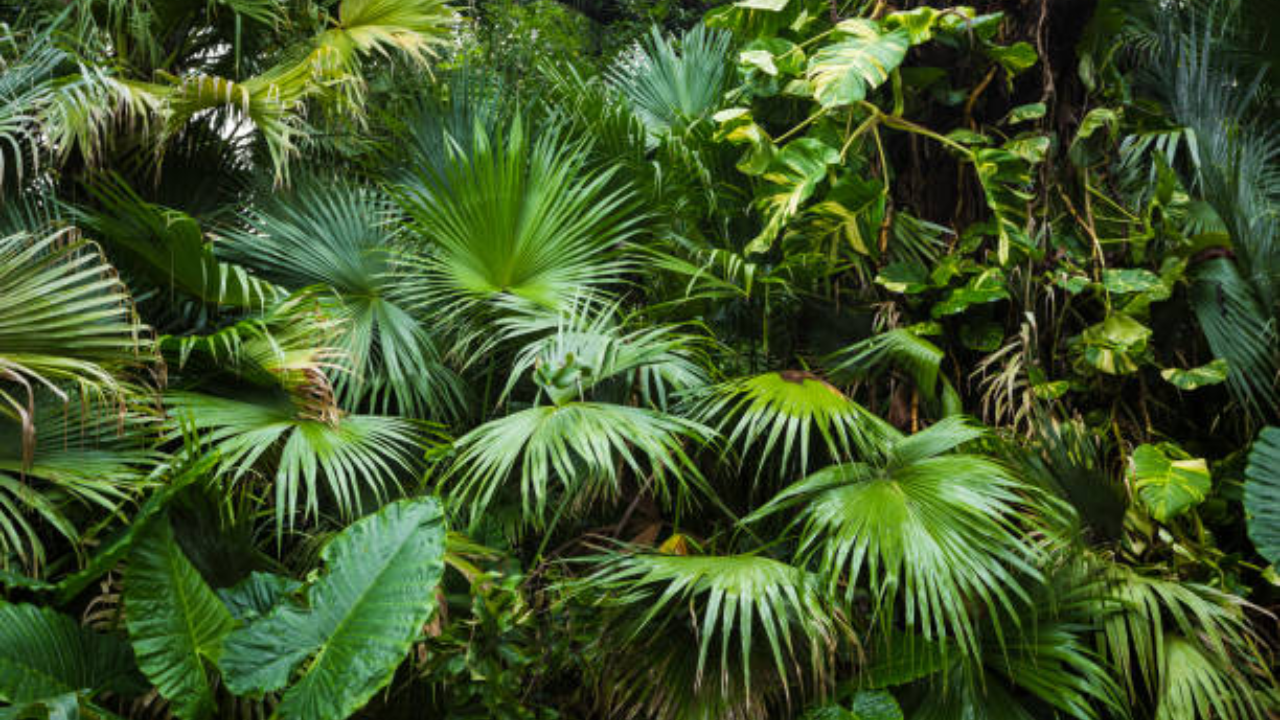 6. Palma Areca (Dipsis lutescens o Chrysalidocarpus lutescens)