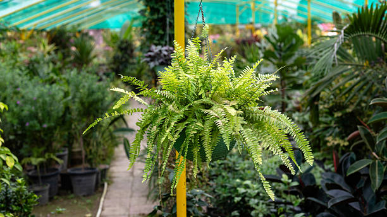 7. Helecho de Boston (Nephrolepis exaltata)