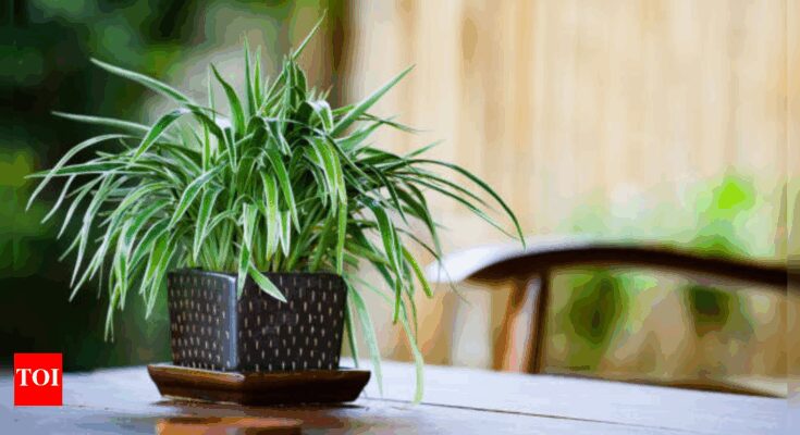 7 plantas de interior recomendadas por la NASA que purifican naturalmente el aire interior