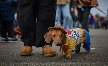 Va a perros de París (Wiener)