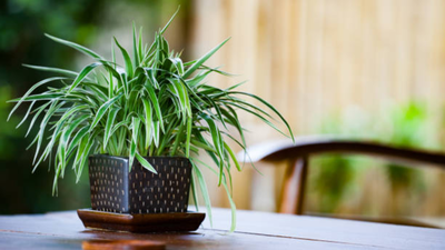 7 plantas de interior recomendadas por la NASA que purifican naturalmente el aire interior