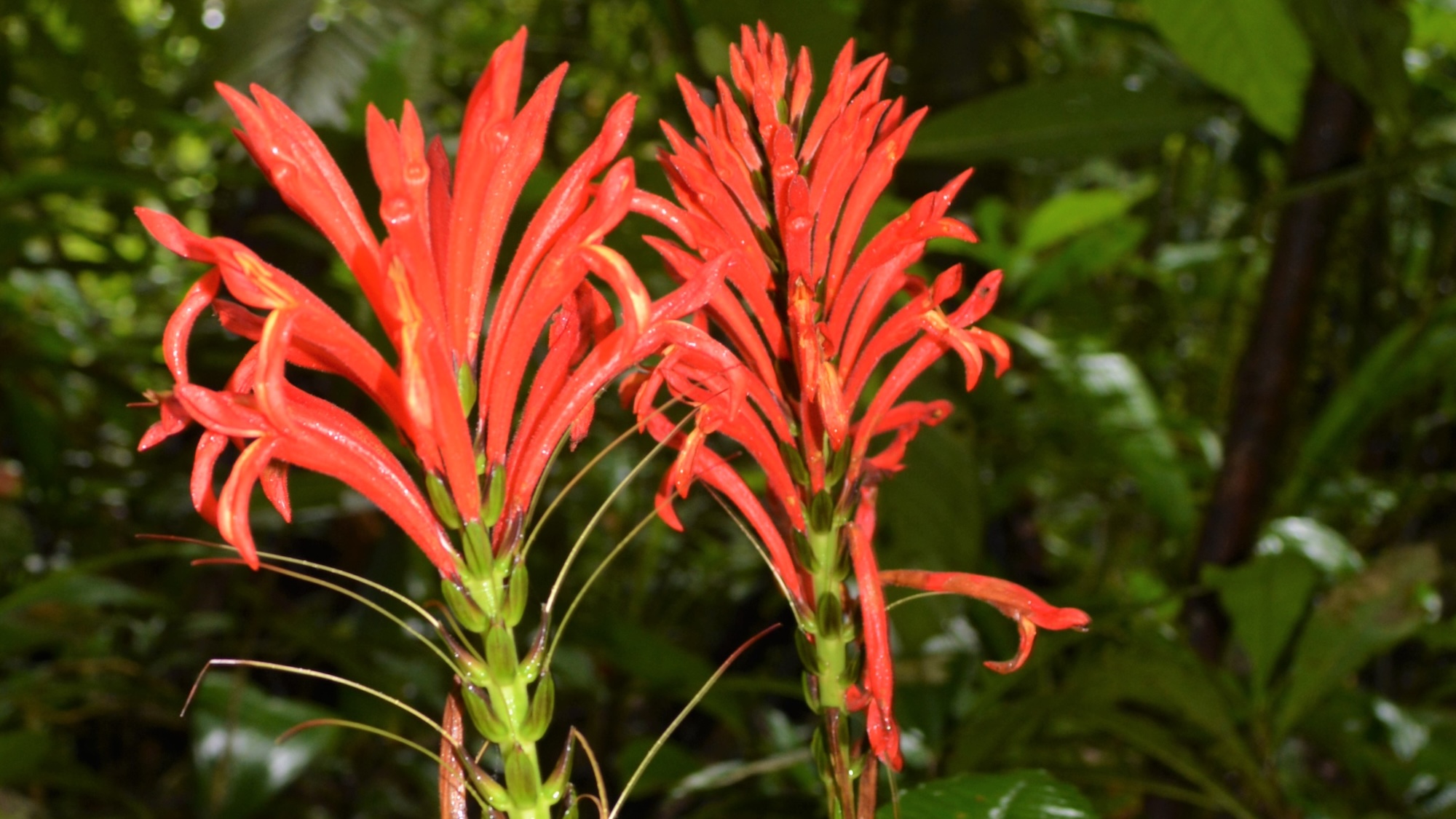 Una vista detallada de las ardientes flores de Aphellandra calciferi, una especie de arbusto peruano recientemente descrita. © Rodolfo Vásquez