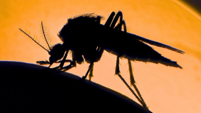 silueta de mosquito