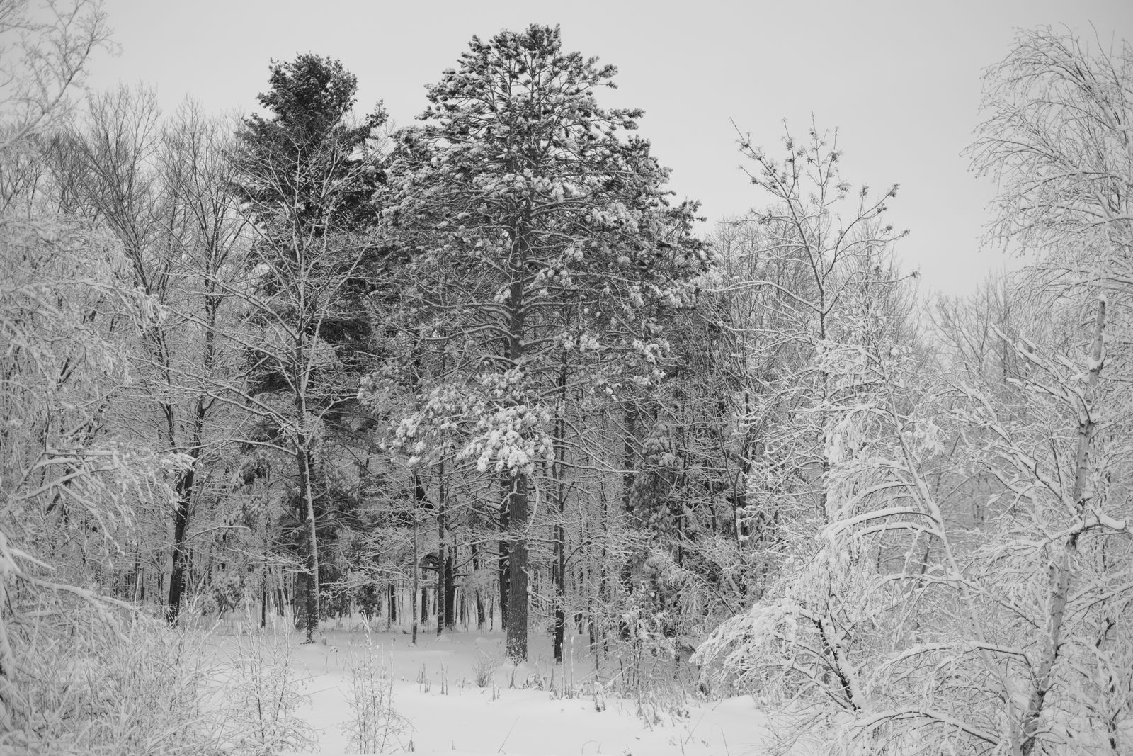 La imagen puede contener: planta árbol abeto vegetación hielo tierra naturaleza exterior bosque clima y nieve