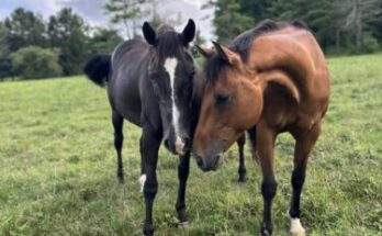 Terapia con caballos: la ciencia detrás de sentirse seguro | Noticias, deportes, empleos